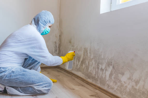 Licensed Crawl Space Mold Removal service in Gillette, NJ - WQB Mold Removal