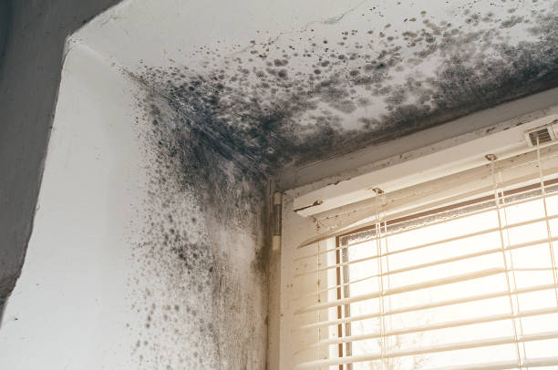 Affordable Crawl Space Mold Removal solutions in Gillette, NJ